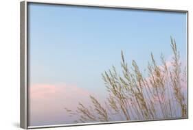 Washington, Seabeck. Grasses at Sunset-Jaynes Gallery-Framed Photographic Print