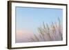 Washington, Seabeck. Grasses at Sunset-Jaynes Gallery-Framed Photographic Print