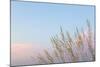 Washington, Seabeck. Grasses at Sunset-Jaynes Gallery-Mounted Photographic Print