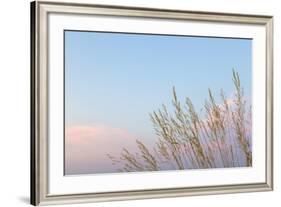 Washington, Seabeck. Grasses at Sunset-Jaynes Gallery-Framed Photographic Print