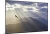 Washington, Seabeck. Seagull and God Rays over the Olympic Mountains-Don Paulson-Mounted Photographic Print