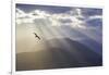 Washington, Seabeck. Seagull and God Rays over the Olympic Mountains-Don Paulson-Framed Photographic Print