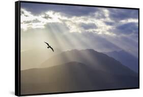 Washington, Seabeck. Seagull and God Rays over the Olympic Mountains-Don Paulson-Framed Stretched Canvas