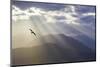 Washington, Seabeck. Seagull and God Rays over the Olympic Mountains-Don Paulson-Mounted Photographic Print