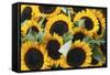 Washington, Seattle, Sunflower for Sale Pike Place Market at Summer-Jamie & Judy Wild-Framed Stretched Canvas