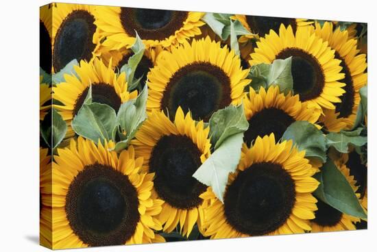 Washington, Seattle, Sunflower for Sale Pike Place Market at Summer-Jamie & Judy Wild-Stretched Canvas