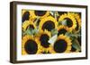 Washington, Seattle, Sunflower for Sale Pike Place Market at Summer-Jamie & Judy Wild-Framed Photographic Print