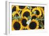 Washington, Seattle, Sunflower for Sale Pike Place Market at Summer-Jamie & Judy Wild-Framed Photographic Print