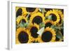 Washington, Seattle, Sunflower for Sale Pike Place Market at Summer-Jamie & Judy Wild-Framed Photographic Print