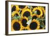 Washington, Seattle, Sunflower for Sale Pike Place Market at Summer-Jamie & Judy Wild-Framed Photographic Print