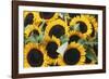 Washington, Seattle, Sunflower for Sale Pike Place Market at Summer-Jamie & Judy Wild-Framed Photographic Print