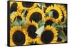 Washington, Seattle, Sunflower for Sale Pike Place Market at Summer-Jamie & Judy Wild-Framed Stretched Canvas