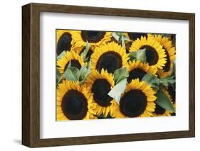 Washington, Seattle, Sunflower for Sale Pike Place Market at Summer-Jamie & Judy Wild-Framed Photographic Print