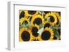 Washington, Seattle, Sunflower for Sale Pike Place Market at Summer-Jamie & Judy Wild-Framed Photographic Print