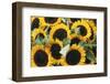 Washington, Seattle, Sunflower for Sale Pike Place Market at Summer-Jamie & Judy Wild-Framed Premium Photographic Print