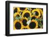 Washington, Seattle, Sunflower for Sale Pike Place Market at Summer-Jamie & Judy Wild-Framed Premium Photographic Print