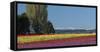 Washington, Skagit Valley, Mount Vernon. Tulip Field with the Olympics-Charles Sleicher-Framed Stretched Canvas