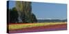 Washington, Skagit Valley, Mount Vernon. Tulip Field with the Olympics-Charles Sleicher-Stretched Canvas