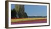 Washington, Skagit Valley, Mount Vernon. Tulip Field with the Olympics-Charles Sleicher-Framed Photographic Print