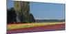 Washington, Skagit Valley, Mount Vernon. Tulip Field with the Olympics-Charles Sleicher-Mounted Photographic Print