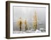 Washington State, Alpine Lakes Wilderness. Enchantment Lakes, larch trees and snow-Jamie & Judy Wild-Framed Photographic Print