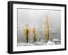 Washington State, Alpine Lakes Wilderness. Enchantment Lakes, larch trees and snow-Jamie & Judy Wild-Framed Photographic Print