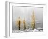 Washington State, Alpine Lakes Wilderness. Enchantment Lakes, larch trees and snow-Jamie & Judy Wild-Framed Photographic Print