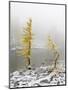 Washington State, Alpine Lakes Wilderness. Enchantment Lakes, larch trees and snow-Jamie & Judy Wild-Mounted Photographic Print