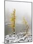 Washington State, Alpine Lakes Wilderness. Enchantment Lakes, larch trees and snow-Jamie & Judy Wild-Mounted Photographic Print