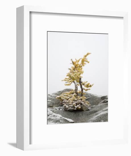 Washington State, Alpine Lakes Wilderness. Enchantment Lakes, larch trees and snow-Jamie & Judy Wild-Framed Photographic Print