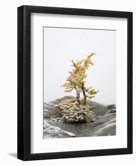 Washington State, Alpine Lakes Wilderness. Enchantment Lakes, larch trees and snow-Jamie & Judy Wild-Framed Photographic Print