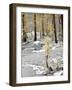 Washington State, Alpine Lakes Wilderness. Enchantment Lakes, snow-covered larch trees-Jamie & Judy Wild-Framed Photographic Print