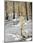 Washington State, Alpine Lakes Wilderness. Enchantment Lakes, snow-covered larch trees-Jamie & Judy Wild-Mounted Photographic Print