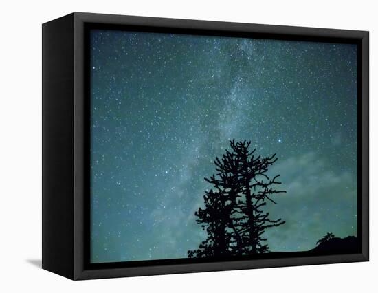 Washington State, Alpine Lakes Wilderness, Ingalls Pass, Milky Way and trees-Jamie & Judy Wild-Framed Stretched Canvas