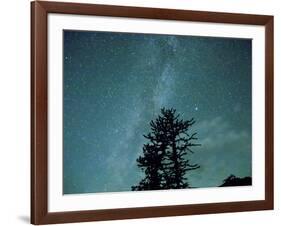 Washington State, Alpine Lakes Wilderness, Ingalls Pass, Milky Way and trees-Jamie & Judy Wild-Framed Photographic Print