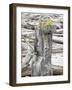 Washington State, Alpine Lakes Wilderness. Trail sign-Jamie & Judy Wild-Framed Photographic Print