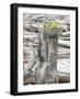 Washington State, Alpine Lakes Wilderness. Trail sign-Jamie & Judy Wild-Framed Photographic Print