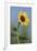 Washington State, Arrowleaf Balsamroot flower-Jamie & Judy Wild-Framed Photographic Print