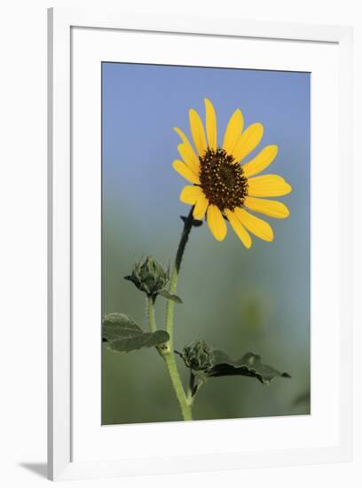 Washington State, Arrowleaf Balsamroot flower-Jamie & Judy Wild-Framed Photographic Print