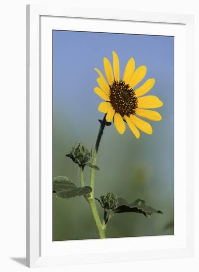 Washington State, Arrowleaf Balsamroot flower-Jamie & Judy Wild-Framed Photographic Print