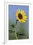 Washington State, Arrowleaf Balsamroot flower-Jamie & Judy Wild-Framed Photographic Print