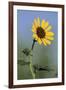 Washington State, Arrowleaf Balsamroot flower-Jamie & Judy Wild-Framed Photographic Print