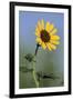 Washington State, Arrowleaf Balsamroot flower-Jamie & Judy Wild-Framed Photographic Print