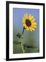 Washington State, Arrowleaf Balsamroot flower-Jamie & Judy Wild-Framed Photographic Print