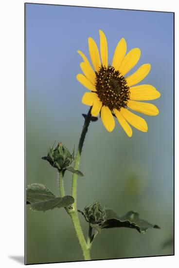 Washington State, Arrowleaf Balsamroot flower-Jamie & Judy Wild-Mounted Photographic Print