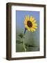 Washington State, Arrowleaf Balsamroot flower-Jamie & Judy Wild-Framed Photographic Print