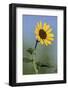 Washington State, Arrowleaf Balsamroot flower-Jamie & Judy Wild-Framed Photographic Print