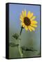 Washington State, Arrowleaf Balsamroot flower-Jamie & Judy Wild-Framed Stretched Canvas