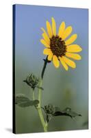 Washington State, Arrowleaf Balsamroot flower-Jamie & Judy Wild-Stretched Canvas