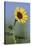 Washington State, Arrowleaf Balsamroot flower-Jamie & Judy Wild-Stretched Canvas